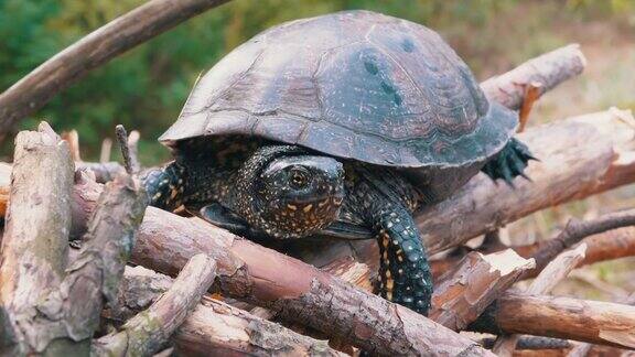 欧洲塘龟坐在落叶林的干木头上4K近距离