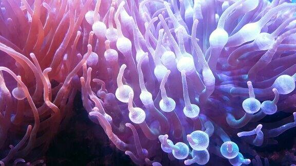 海底世界的深海动物和珊瑚与海葵