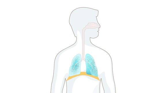 吸气和呼气隔膜作用于呼吸
