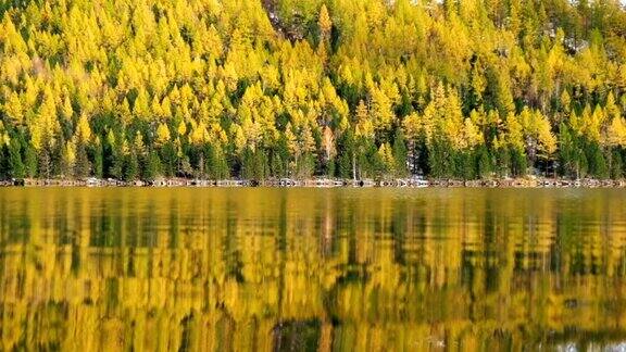 晚秋阿尔泰山下多恩斯科湖的黄色落叶松森林的倒影