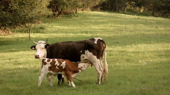 小牛在吸奶牛的奶