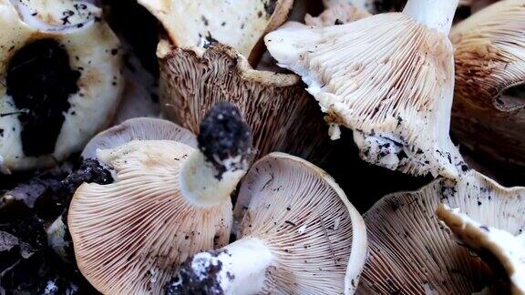 在森林里新鲜采摘的蘑菇躺在桌子上