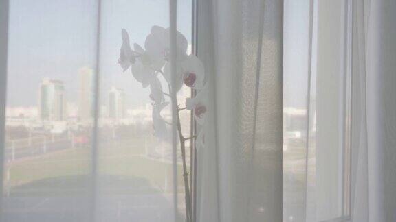 窗帘后窗台上的盆花白色兰花