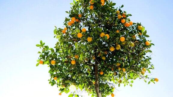 城市景观巴塞罗那街道上的一棵橘子树西班牙4k