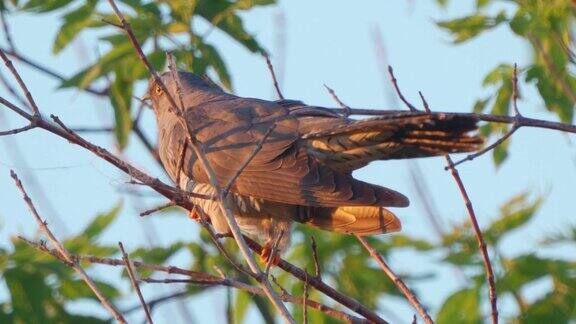 雄性杜鹃(Cuculuscanorus)坐在灌木的树枝上在一个阳光明媚的夏日傍晚歌唱