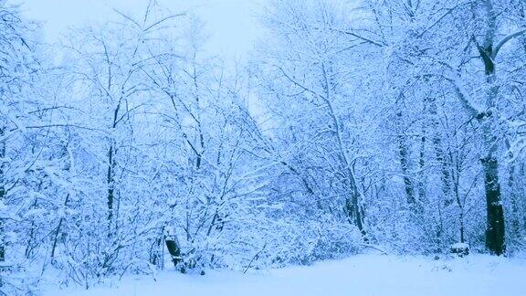 冬天森林里美丽的降雪