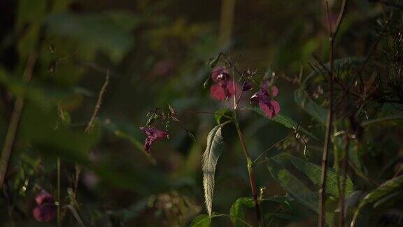 凤仙花glandulifera(卡累利阿共和国)