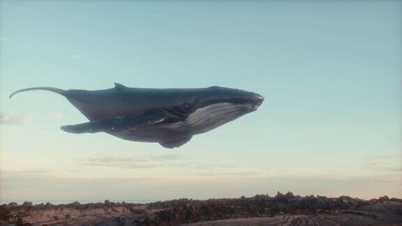天空中座头鲸的超现实主义动画