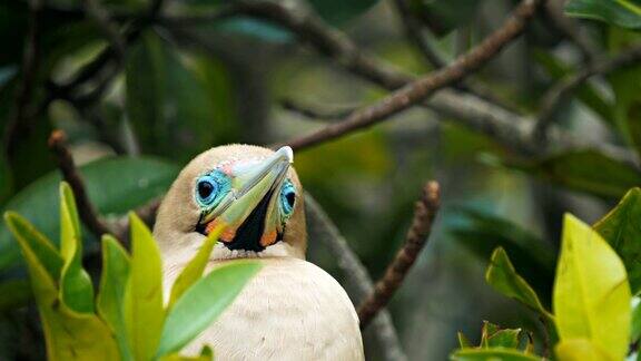 加拉戈斯群岛上一只红足鲣鸟的头部特写