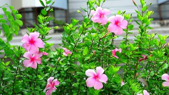 软粉玫瑰锦葵鞋花木槿月季花鲜花盛开在花园里