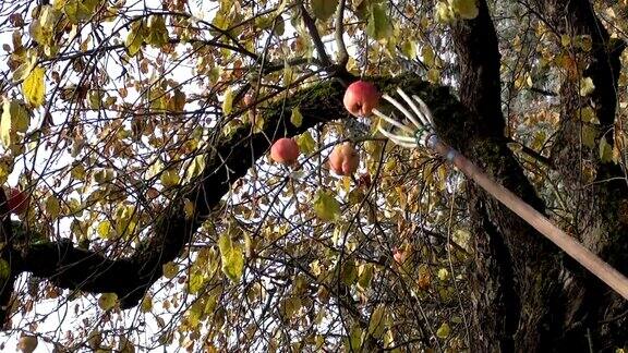 园丁用工具采摘成熟的苹果