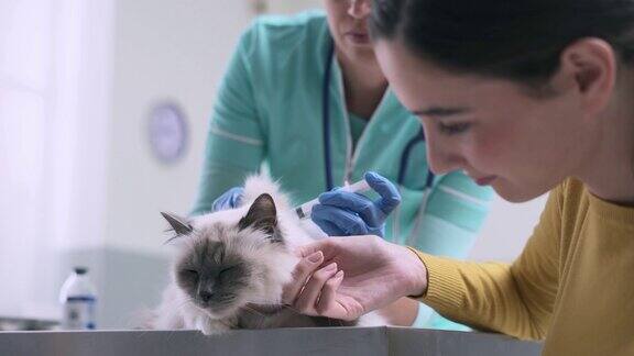 专业兽医给猫注射