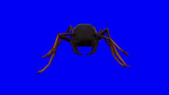 色度键上慢动作行走的蚂蚁动物概念野生动物游戏返校3d动画短片电影卡通有机色度键角色动画设计元素循环库存视频