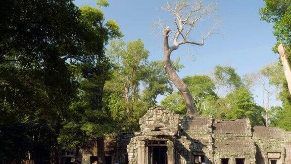 古庙中生长着一棵巨大的古树
