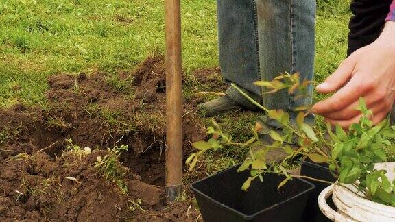 一个人正在花园里用铲子挖一个洞种植绿色植物和农业农民手里拿着一棵绿色植物生态农业的农场植物胚胎