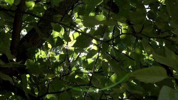 阳光透过树木-自然和平阳光