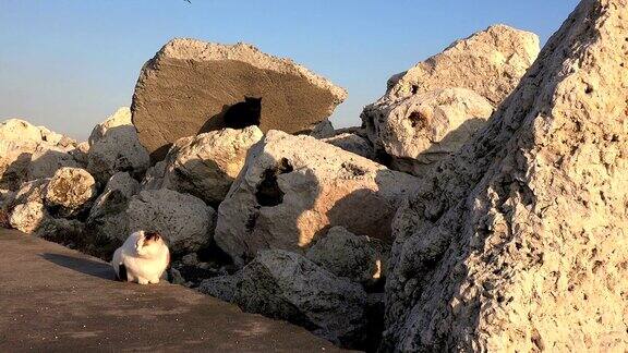 多石的海岸没有人只有流浪猫坐在石头上