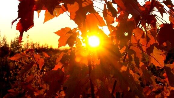 近距离观察:阳光透过被树叶覆盖的枫树树冠照耀着