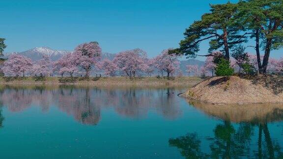 日本长野的雪山和樱花与蓝天