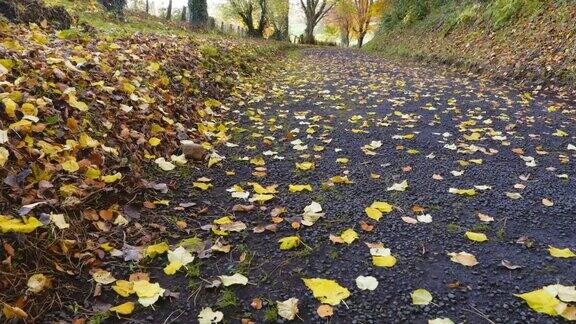 向上倾斜北爱尔兰的秋天森林景观