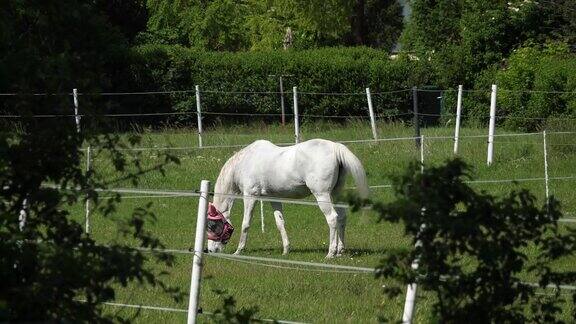 马在草地上吃草