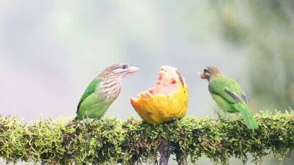 白颊(小绿色)Barbet以水果为食物的美丽视频令人惊叹的视频已经上传最好观察鸟类喂食的时间
