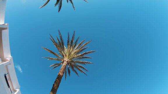 巴利阿里岛Formentera棕榈树