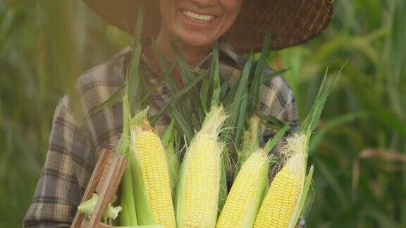老年妇女农民在农业季节收割玉米增加收入