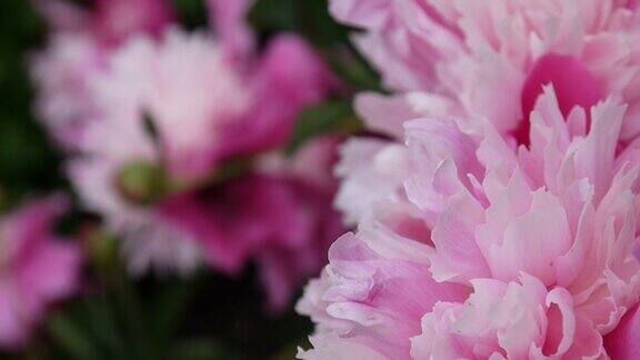 一朵粉红色的牡丹花近距离地在花坛上随风摇曳高清视频画面静态摄像机