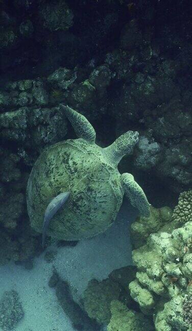 海龟游过沙底接近珊瑚礁的俯视图慢动作