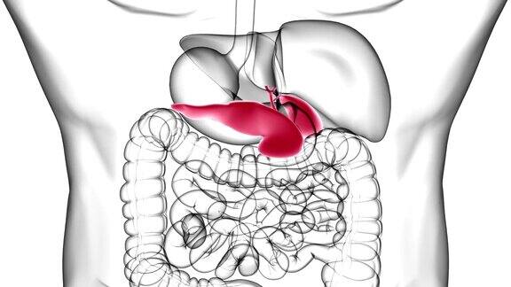 人体胆囊解剖与消化系统的医学概念