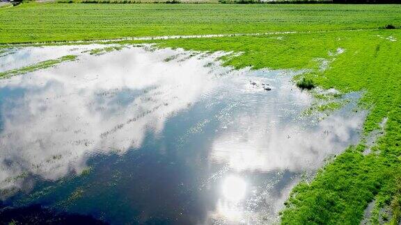 荷兰的湿地和天鹅一家的航拍片段
