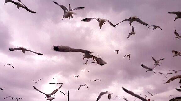 拼贴不同的镜头一群海鸥在空中飞翔在地上吃食物饥饿的小鸟