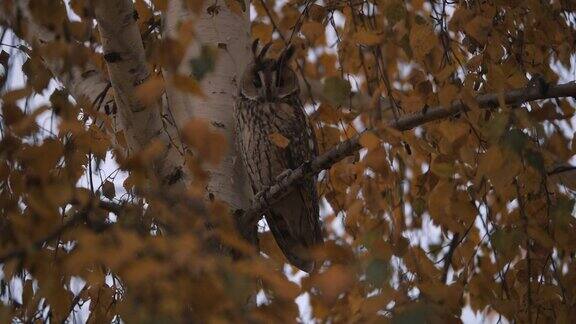 一只猫头鹰坐在一棵白桦树的树枝上秋天