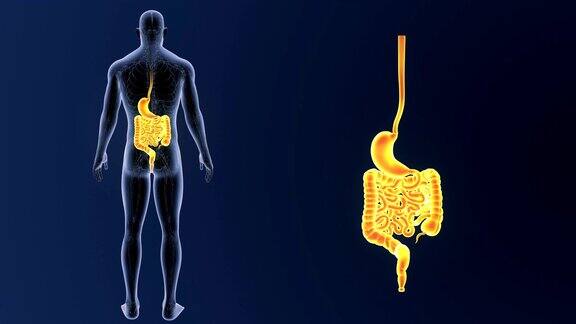 胃和肠放大与循环系统