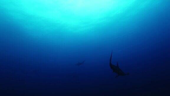 双髻鲨在海洋海床附近的水下游泳