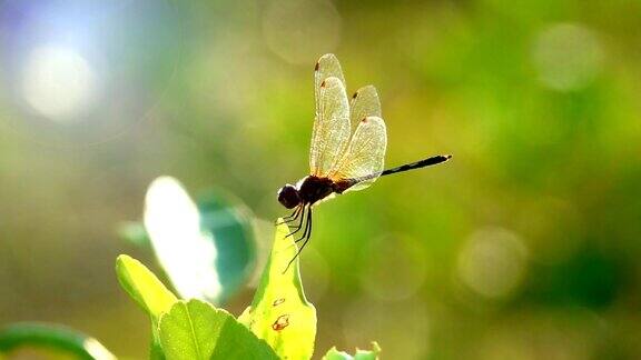 慢镜头美丽的黄黑蜻蜓在美丽的晨曦中在树上飞来飞去