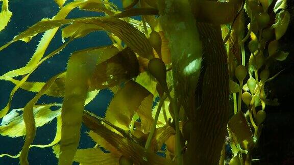 水族馆和海洋概念水下近距离摇摆的海藻叶子