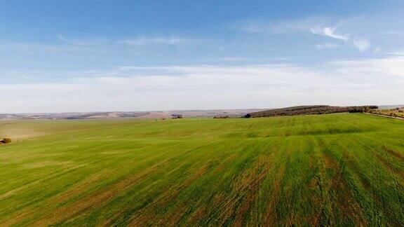 绿色的麦田在一个农业景观无人机鸟瞰图whea田野日落时刻