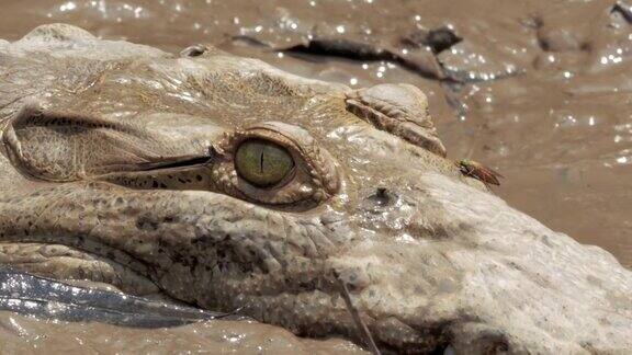 哥斯达黎加河中的野生鳄鱼
