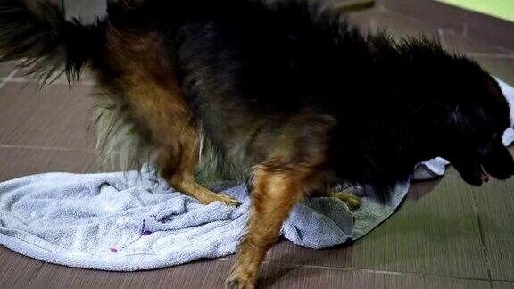 一只狗用毛巾擦身