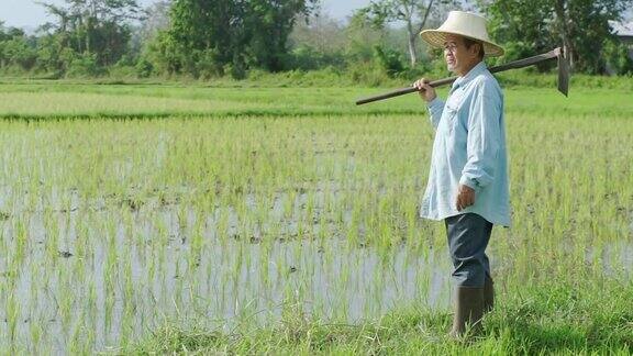 MS摇左相机的老农扛着锄头站在稻田里计划和看着相机