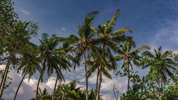 戏剧性的云景时间从低宽角度看热带椰树(泰国)在最高质量(4K超高清到高清)-创意股票视频