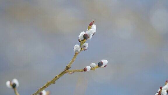 自然的春天背景柳树柳絮冰覆盖在蓝天背景散景