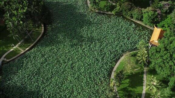 鸟瞰图美丽的公园在深圳城市中国