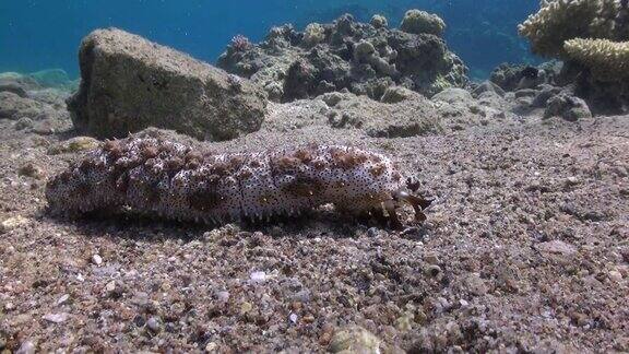 海参在海底不动