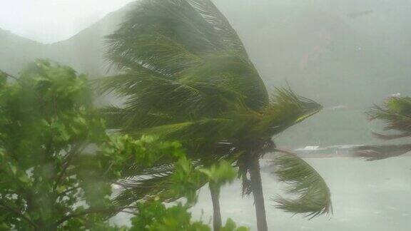 树和棕榈树在大雨和强风下从被雨淋透的窗户射了出去热带风暴包含自然声音