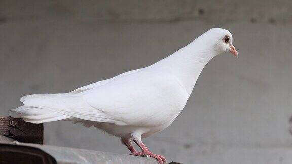 美丽的白鸽坐在屋顶上