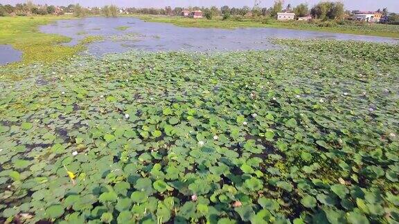 无人机拍摄池塘里荷花田的倾斜镜头以小村庄为背景
