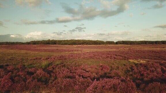 荷兰风景中的紫色开花石南
